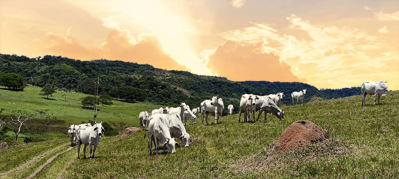 FAZENDA.